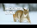 The Life Of The Mighty Lynx Predator In Europe's Forests | Wildlife Documentary