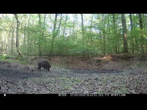 Dziki atakują kruka