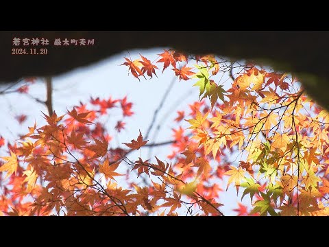 【佐賀県唐津市の風景：4K映像】若宮神社(令和6年11月20日撮影：厳木町天山）