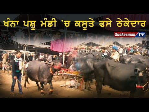ਖੰਨਾ ਪਸ਼ੂ ਮੰਡੀ 'ਚ ਕਸੂਤੇ ਫਸੇ ਠੇਕੇਦਾਰ