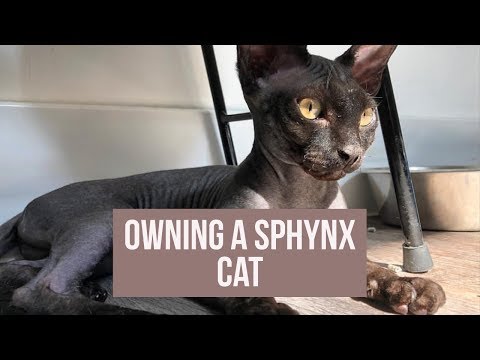 WHAT IT'S LIKE TO OWN A SPHYNX CAT