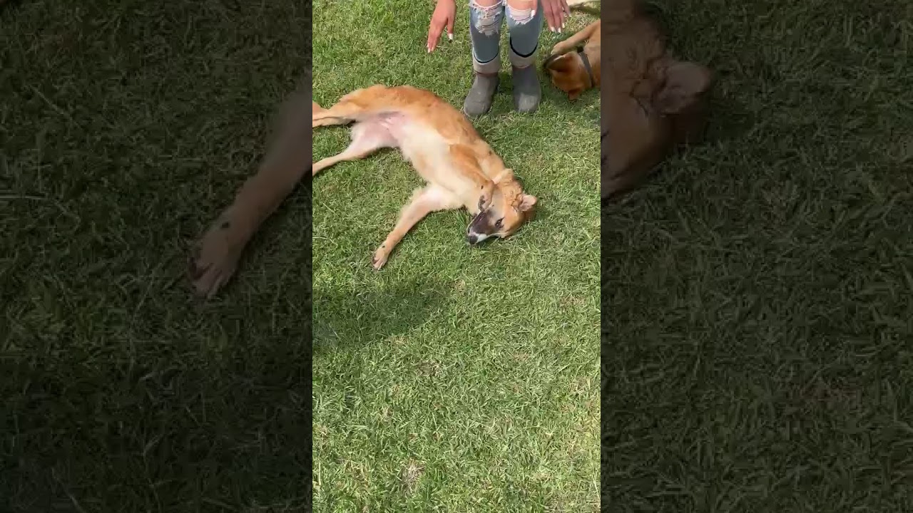 Enlarge ALESSA, a Adoptable mixed breed in Langley, BC video 4/6