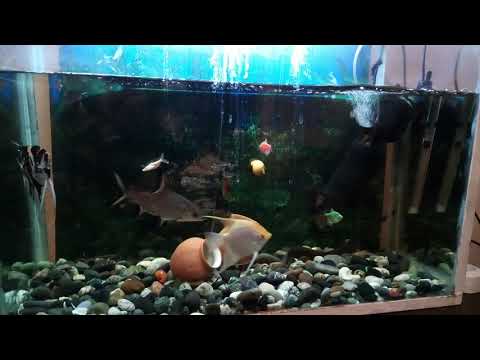 Goro's akvarium 07.05.2019