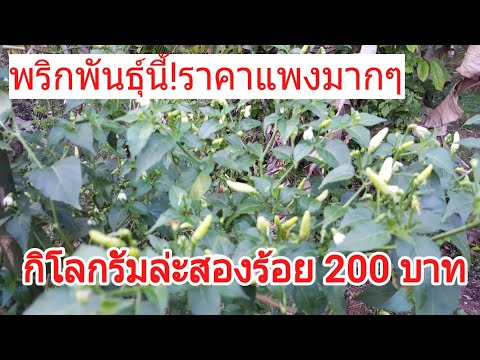 ซึ่งแพทย์กับปัญหาของความแข็งแรง วิธีการที่มีความอ่อนแอ