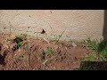 Earwigs Spotted on Side of Home in Leonardo, NJ