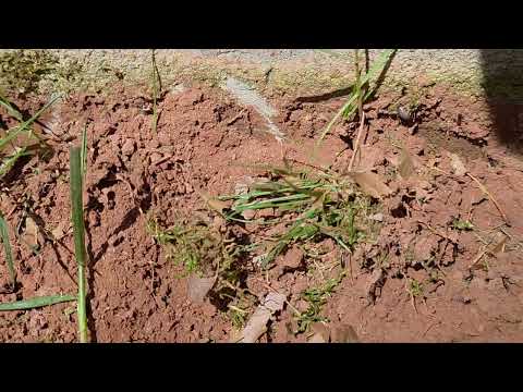 Earwigs Spotted on Side of Home in Leonardo, NJ