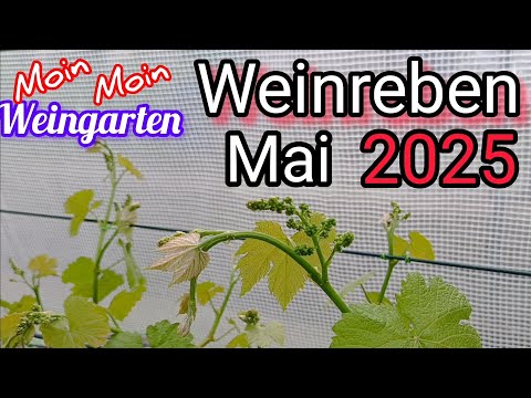 Grapevine, May 2025: this is what I'll do. Tie up shoots, remove deadheads, plant protection.