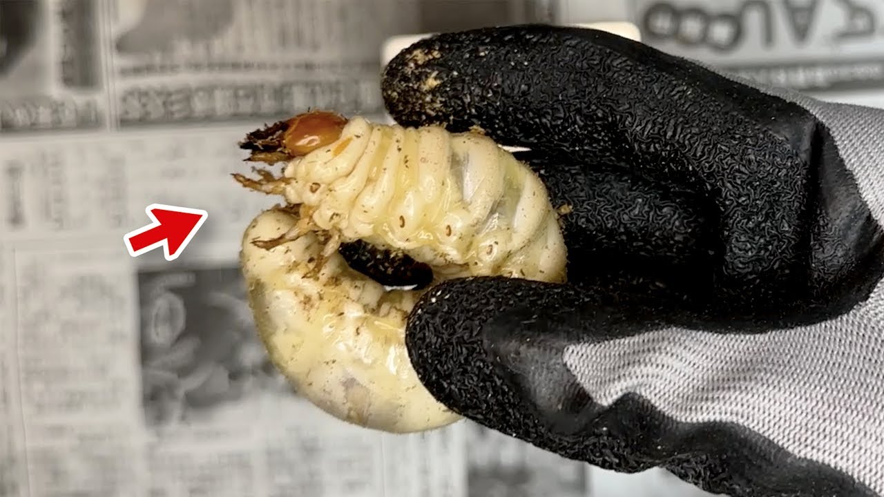 オオクワガタ幼虫が菌糸ボトルで大きく成長しました！