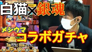 【白猫プロジェクト】銀魂コラボガチャがメシウマだった…【実況】