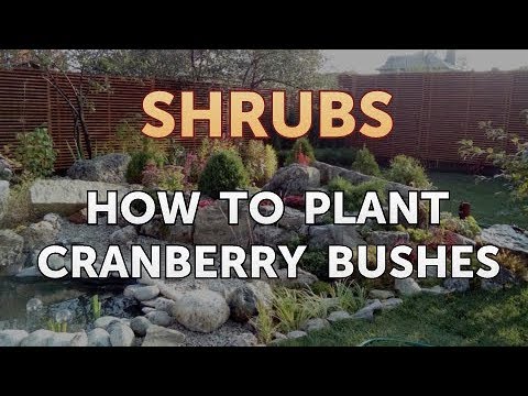 How to Prune a Bottlebrush Shrub