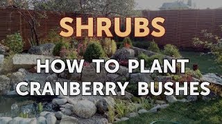 How to Plant Cranberry Bushes