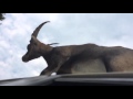 Stubborn Goat Gives Zero F Cks About Your Car