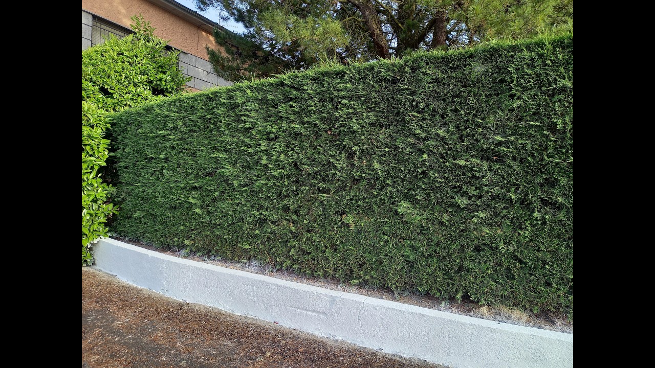 Sövényt tegnapra?  Leylandii ciprus az Abéliáskertből