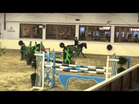 D'Artagnan , 6y old stallion by Diarado X Calido in Damme