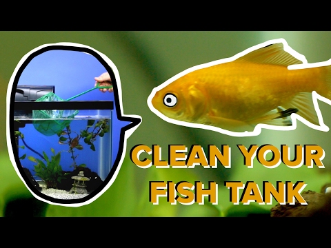 Fish Tank Cleaning Made Easy