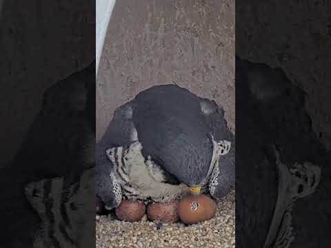 Union County Falcon Cam Highlight / And then there was a pip! #shorts