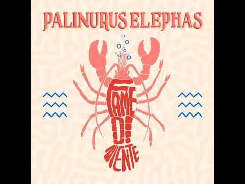 Palinurus Elephas - Le Piante