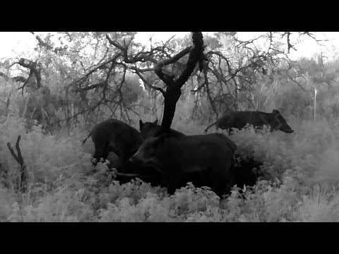 I WASN'T EXPECTING THIS at 6 AM… wild boars in action (WILD BOAR HUNTING)