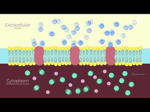 Generation and Conduction of Nerve Impulse | Simplified | Class 11 | NCERT Biology #neet #biology