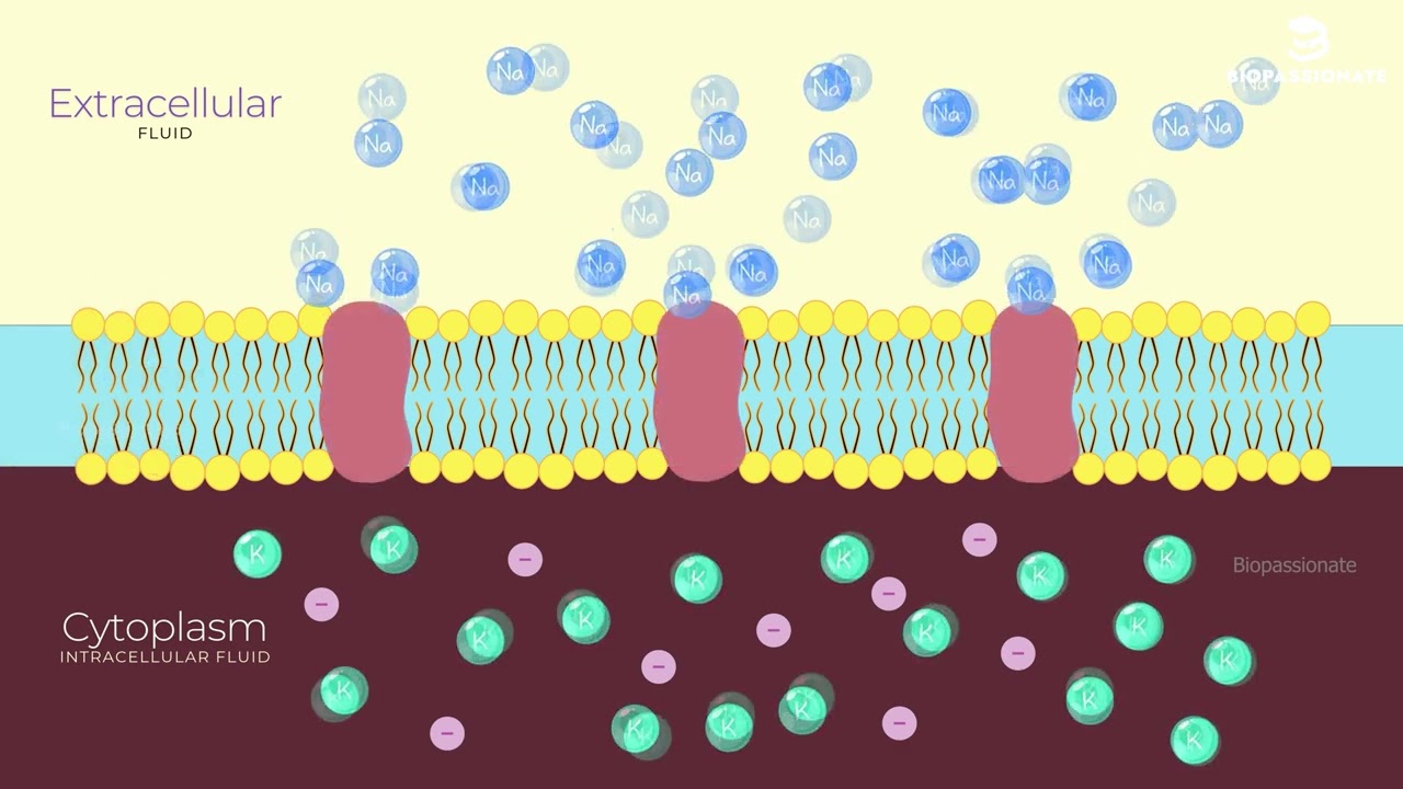 Generation and Conduction of Nerve Impulse | Simplified | Class 11 | NCERT Biology #neet #biology