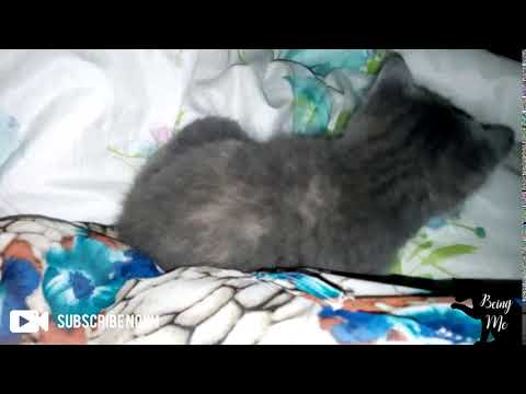 My cat Gucci getting comfortable next to me