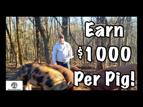 How We Made $1,000+ With Just 3 Pigs