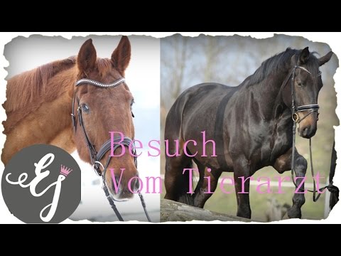 Der Tierarzt kommt..... Von Sehnenschaden bis Cushing