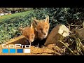 GoPro Top 10 Cutest Captures