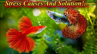 Reasons Or Causes For Stress In Aquarium Fishes And My Experience With Solution/ Fish Aquarium Tamil