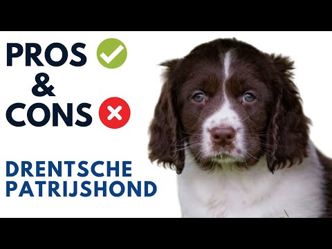 Drentsche Patrijshond Pros and Cons | Dutch Partridge Dog Advantages and Disadvantages