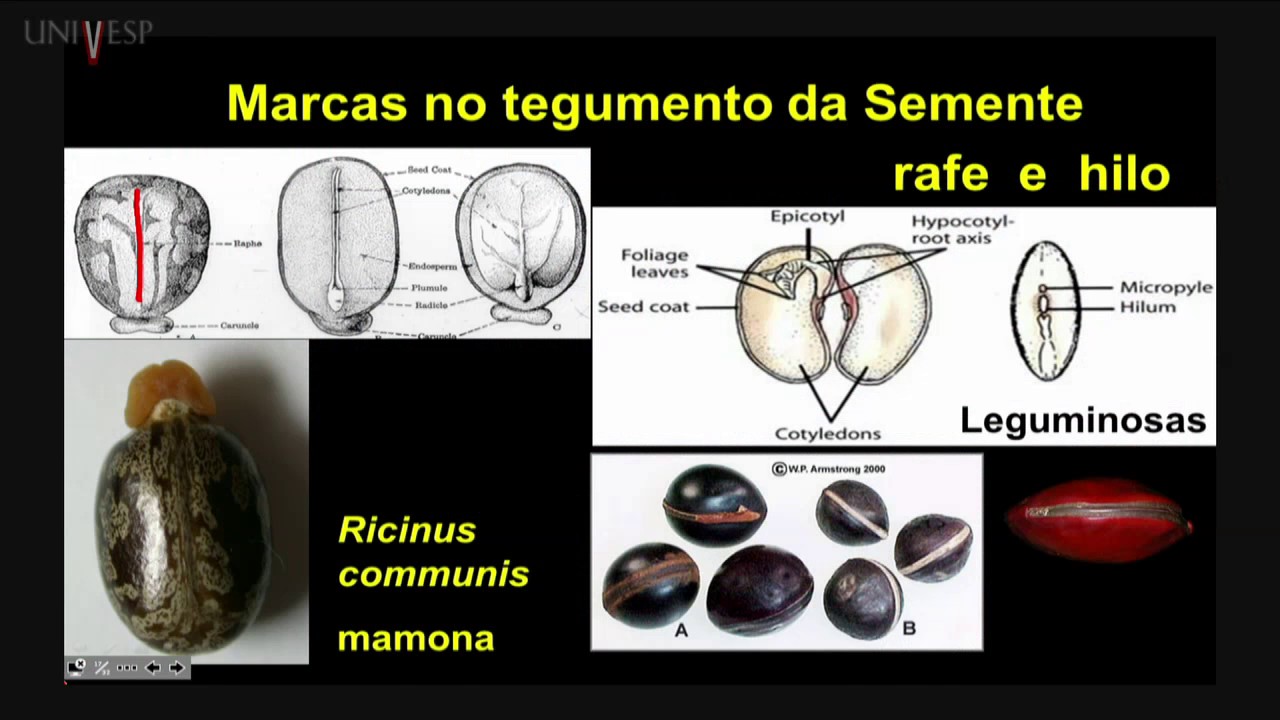 Morfologia Vegetal - Aula 24 - Sementes - morfologia e anatomia
