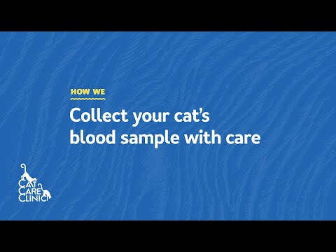 Feline Friendly Handling for Blood Collection in a Cat (Cat Care Clinic | Madison, WI)