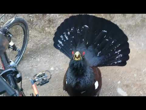 Capercaillie displays and attacks cyclist near Aviemore 2019 mp4