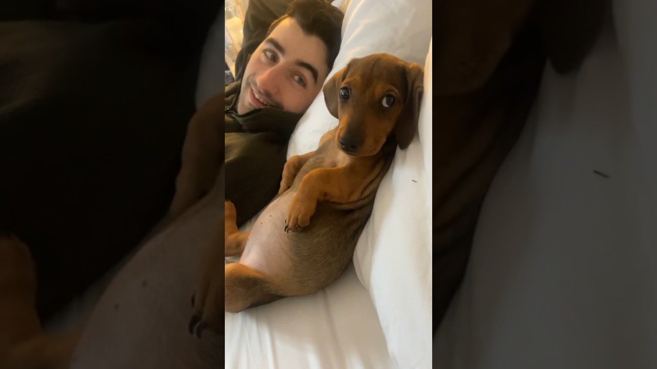 This dog watching TV is hilarious 😂