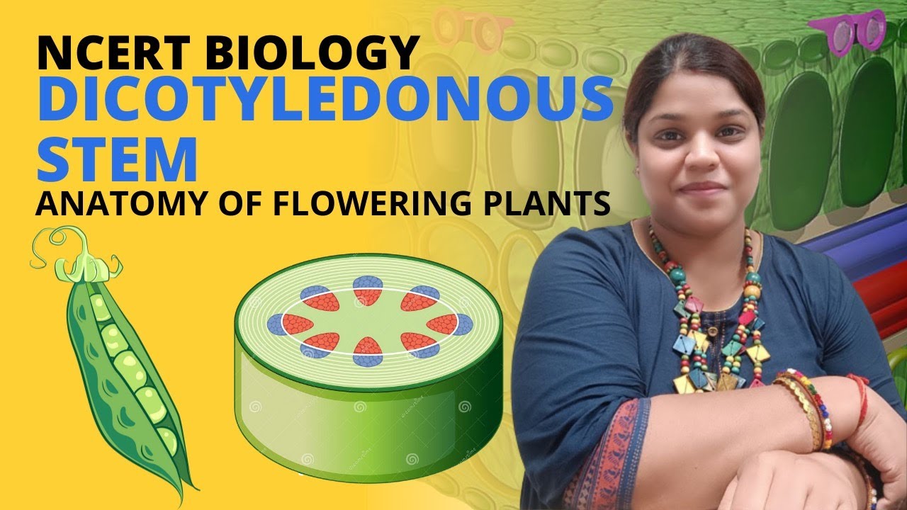 Dicotyledonous stem anatomy | Class 11 Biology | NCERT | Anatomy of flowering plants