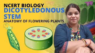 Dicotyledonous stem anatomy | Class 11 Biology | NCERT | Anatomy of flowering plants