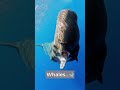 How Different Animals Sleep Shorts