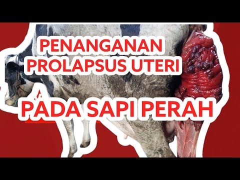 , title : 'Penanganan Prolapsus Uteri pada Sapi ( Cow Uterine Prolapse )'