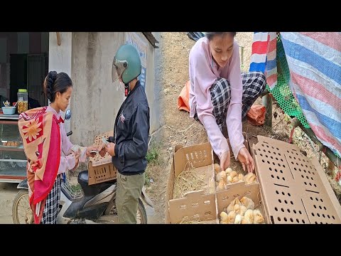 Kann Ly Thi Yen wirklich Hühner züchten, oder ist es nur ihre Neugier?