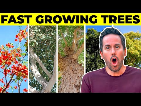 5 Amazing FAST Growing Trees For Warmer Climates
