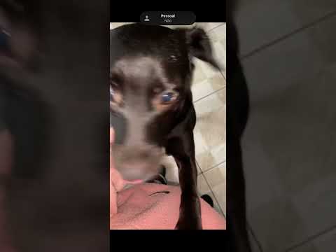 Vídeo de Pandora