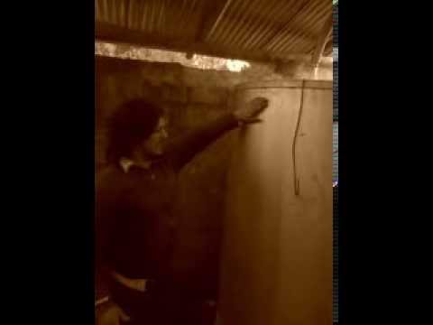 Destilacion de aceite esencial de carobá, o molle ceniciento (Schinus lentiscifolius)