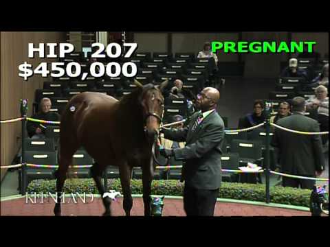 2012 November Breeding Stock Sale - Hip 207, Gracious Gift