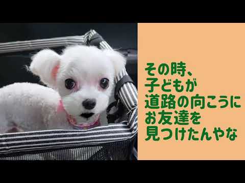 ワンワンU・x・Uお悩み相談室🔟〜敦賀市「ななちゃん」🐶#子供の飛び出し注意👶🧒
