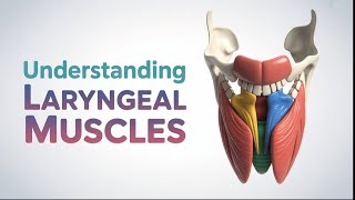 12. Laryngeal Muscles 🗣️ | Anatomy & Clinical Correlations | USMLE Step 1