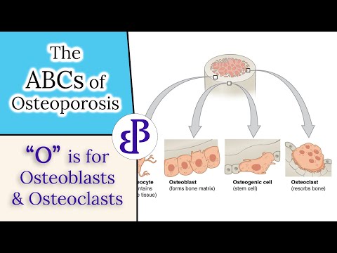 O is for Osteoblasts and Osteoclasts - The ABCs of Osteoporosis