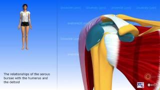 The subdeltoid joint and the serous bursae of the shoulder