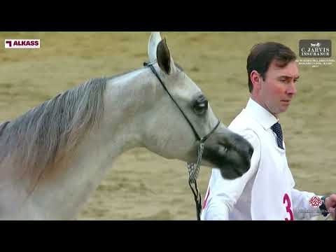 N 33 D TAHALEEL   Al Shaqab International Arabian Horse Show   Yearling Fillies Section B Class 1B