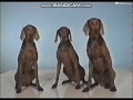Rocket Classic Sesame Street Wegman 3 Flies 1995