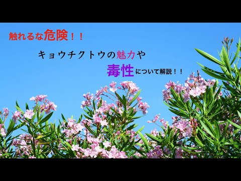 キョウチクトウ豆は切ったほうがいいですか？いつ、どのように行うのですか?ちょっとしたメンテナンスガイド  庭園